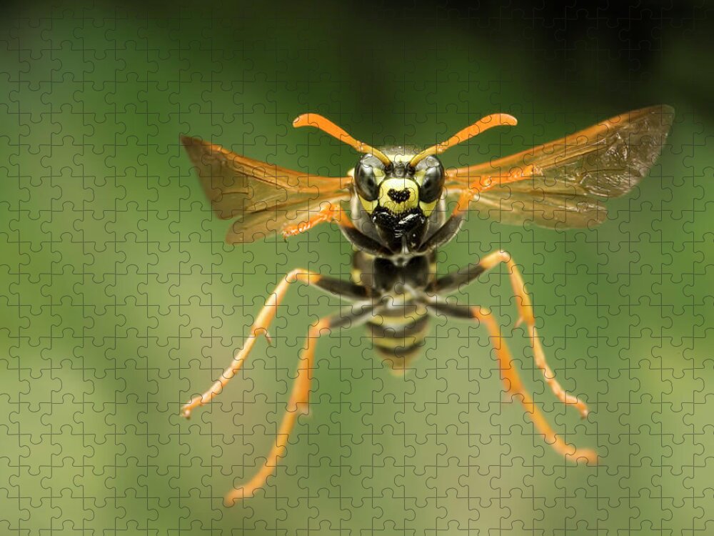 00640290 Jigsaw Puzzle featuring the photograph Chinese Paper Wasp by Michael Durham