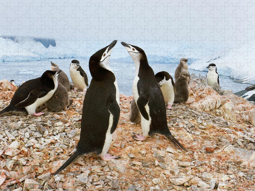 00345557 Jigsaw Puzzle featuring the photograph Chinstrap Penguin Colony at Spigot Point by Yva Momatiuk John Eastcott