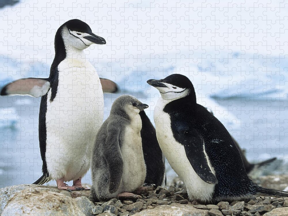 Feb0514 Jigsaw Puzzle featuring the photograph Chinstrap Penguins And Chicks Antarctica by Konrad Wothe