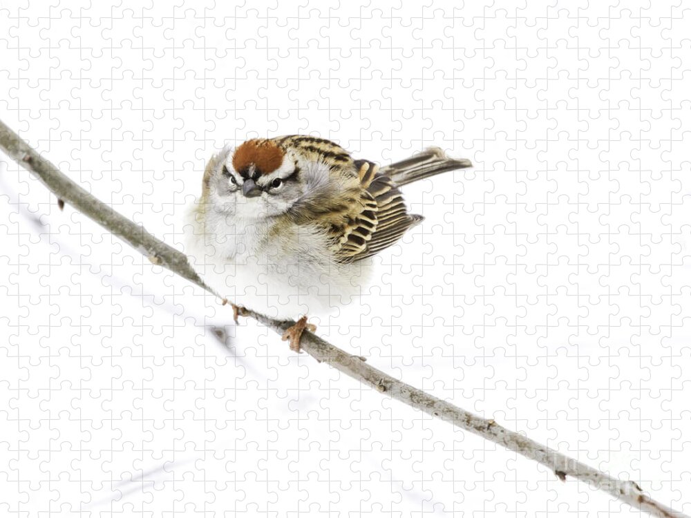 Chipping Sparrow Jigsaw Puzzle featuring the photograph Chip by Jan Killian