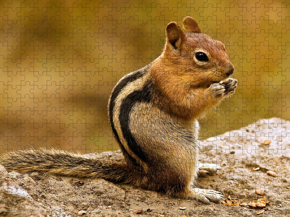 Oregon Jigsaw Puzzle featuring the photograph Chipmunk by Jean Noren
