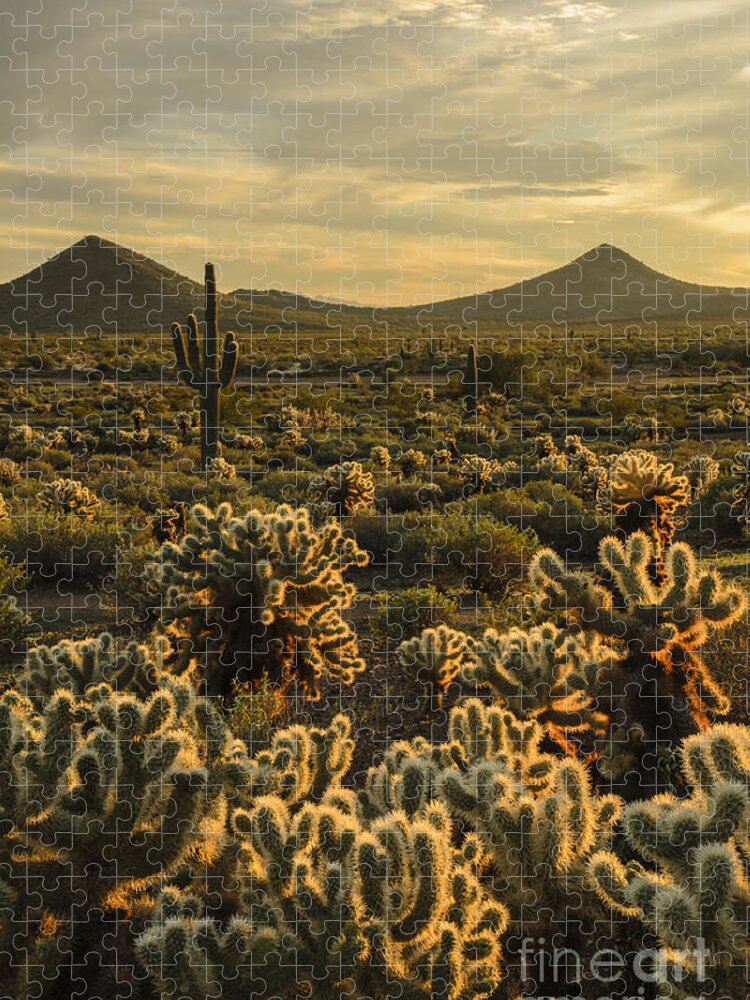 Cholla Cactus Jigsaw Puzzle featuring the photograph Cholla Cactus Golden Hour by Tamara Becker