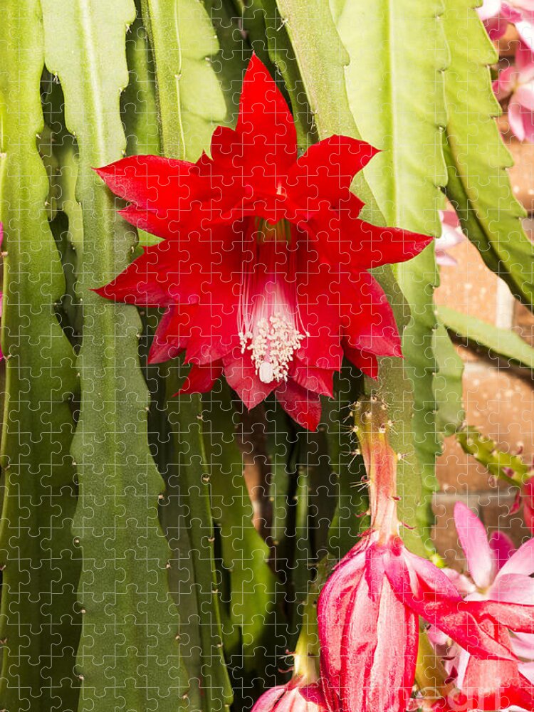 Australia Jigsaw Puzzle featuring the photograph Christmas Cactus by Steven Ralser