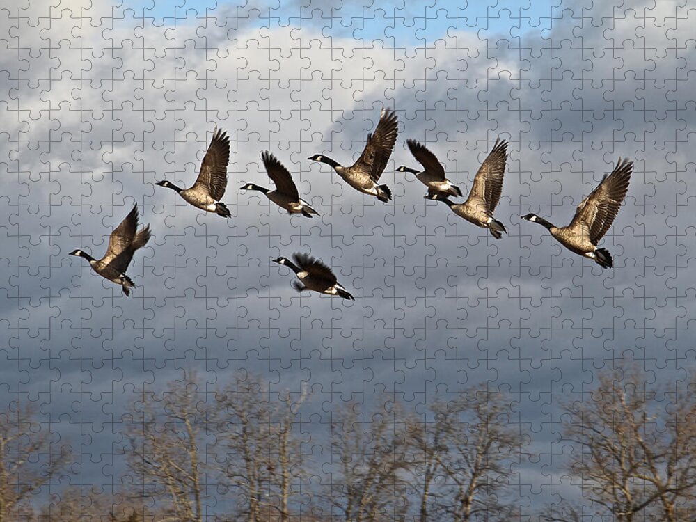 Geese Jigsaw Puzzle featuring the photograph Christmas Geese by Donna Quante