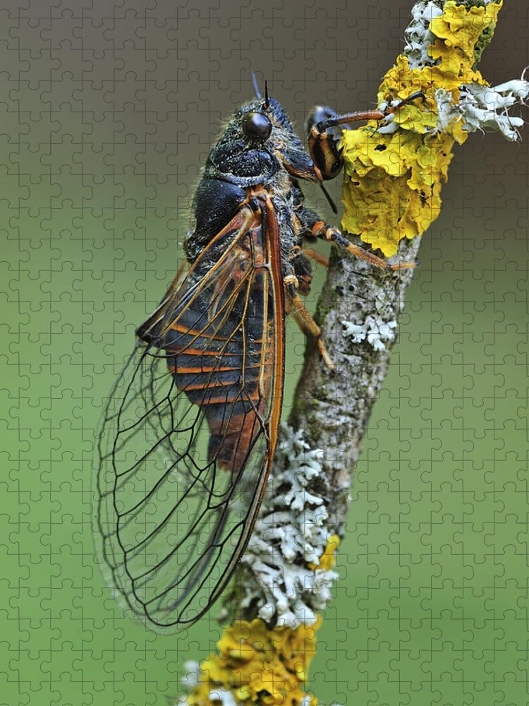 525040 Jigsaw Puzzle featuring the photograph Cicada Effingen Switzerland by Thomas Marent