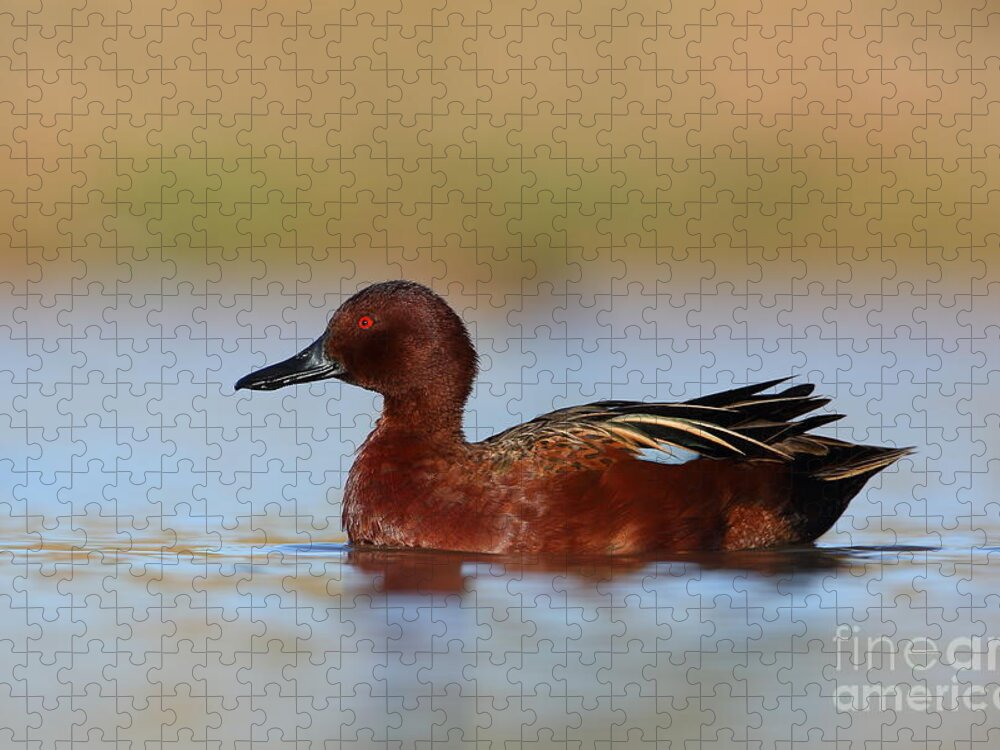 Drake Cinnamon Teal Jigsaw Puzzle featuring the photograph Cinnamon on top by Bryan Keil