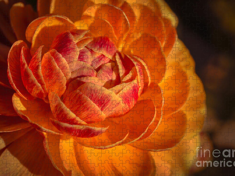 Flower Jigsaw Puzzle featuring the photograph Citrus Beauty by Ana V Ramirez