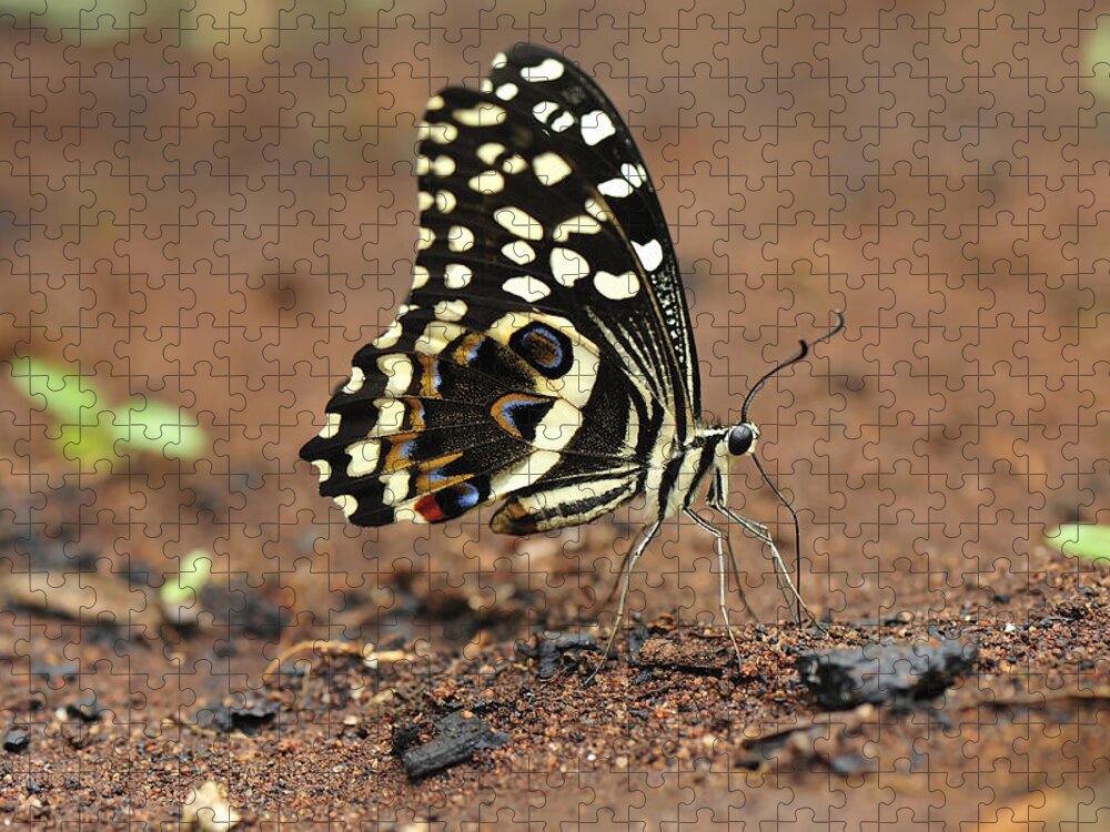 Thomas Marent Jigsaw Puzzle featuring the photograph Citrus Butterfly Puddling Jozani by Thomas Marent