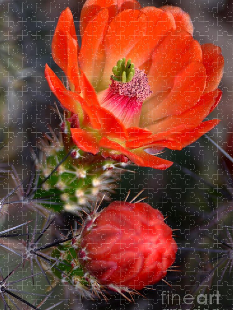 Cactus Jigsaw Puzzle featuring the photograph Claret Cup Cactus by Deb Halloran