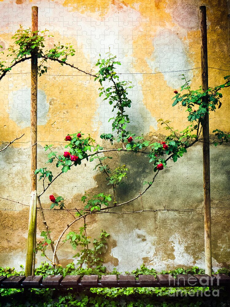 Beautiful Jigsaw Puzzle featuring the photograph Climbing rose plant by Silvia Ganora