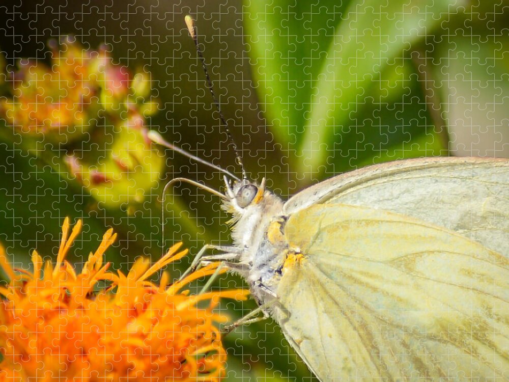 Butterfly Attracted To Mexican Flame Jigsaw Puzzle featuring the photograph Butterfly Attracted to Mexican Flame by Debra Martz