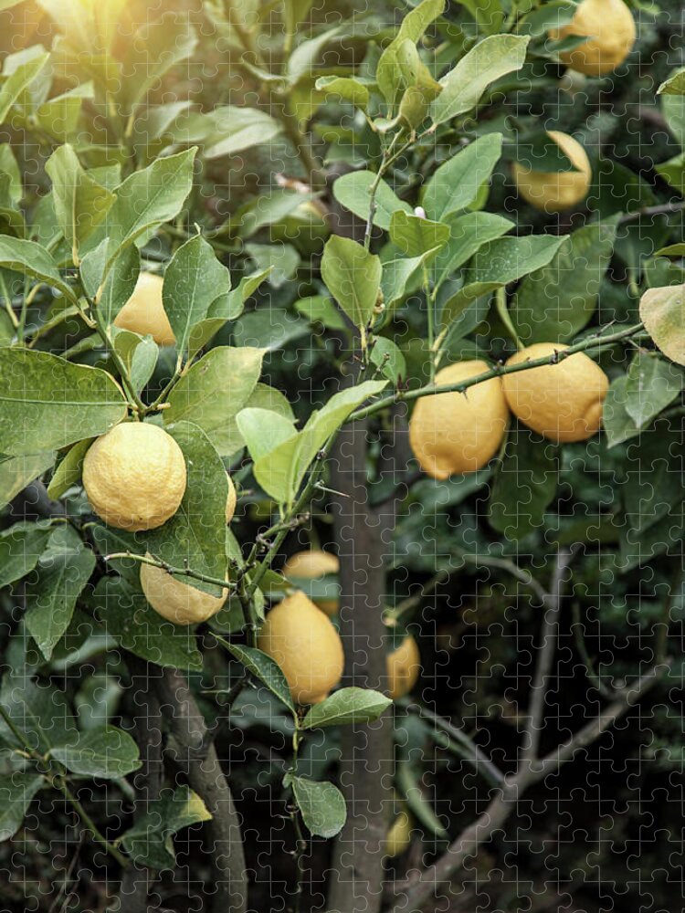 Italian Food Jigsaw Puzzle featuring the photograph Close Up Of Lemon Tree In Chieti by Walter Zerla