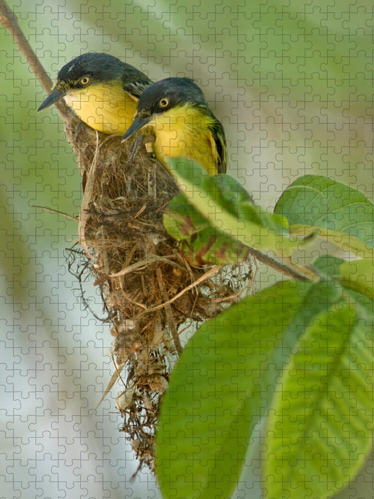 Photography Jigsaw Puzzle featuring the photograph Close-up Of Two Common Tody-flycatchers by Panoramic Images