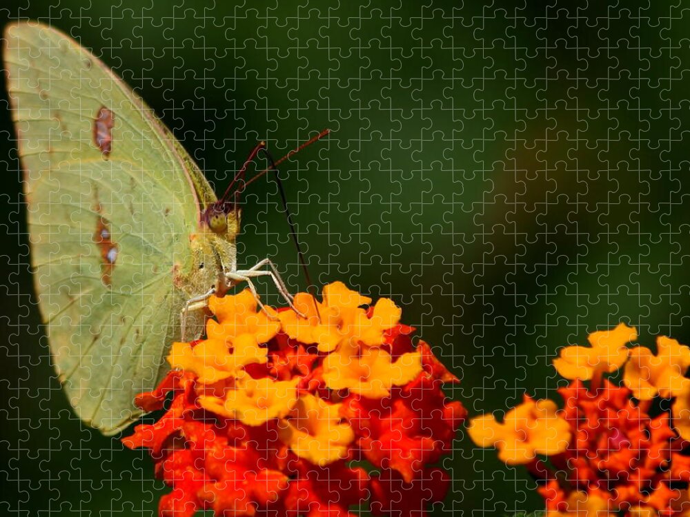 Butterfly Photography Jigsaw Puzzle featuring the photograph Closeness by Reid Callaway