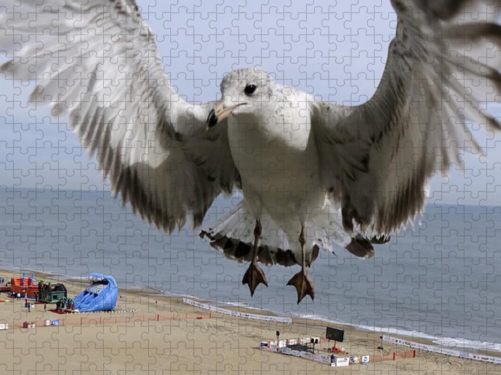 Virginia Beach Jigsaw Puzzle featuring the photograph Closeup Of Hovering Seagull by Rick Rosenshein