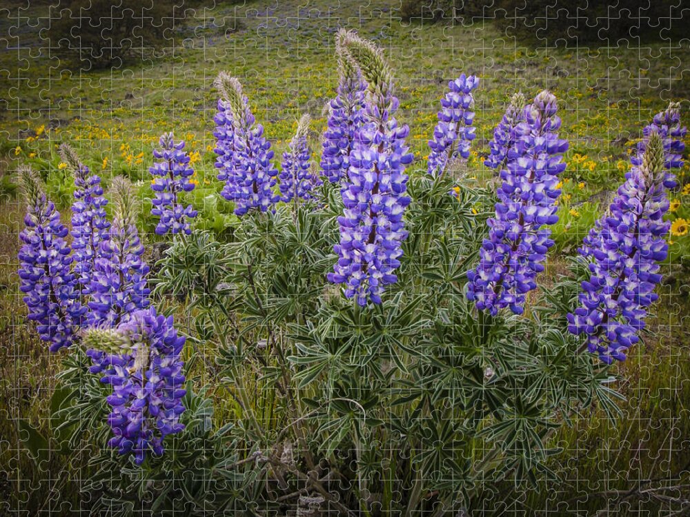 Color Jigsaw Puzzle featuring the photograph Clump of Lupine by Jean Noren