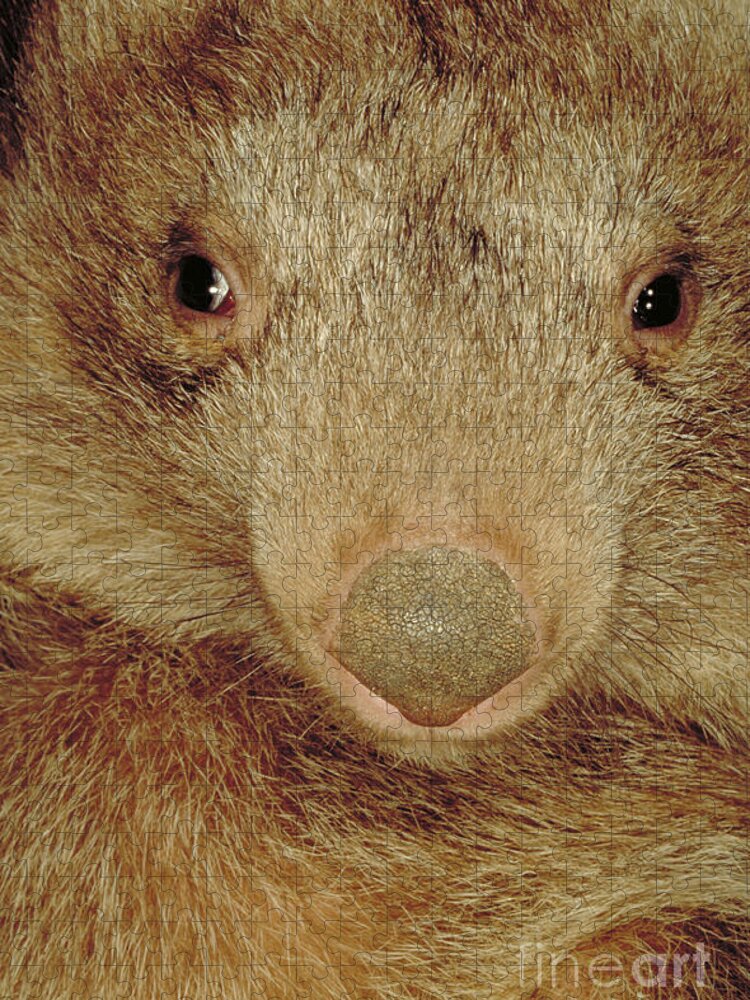 Vertical Jigsaw Puzzle featuring the photograph Coarse Haired Wombat, Australia by Art Wolfe
