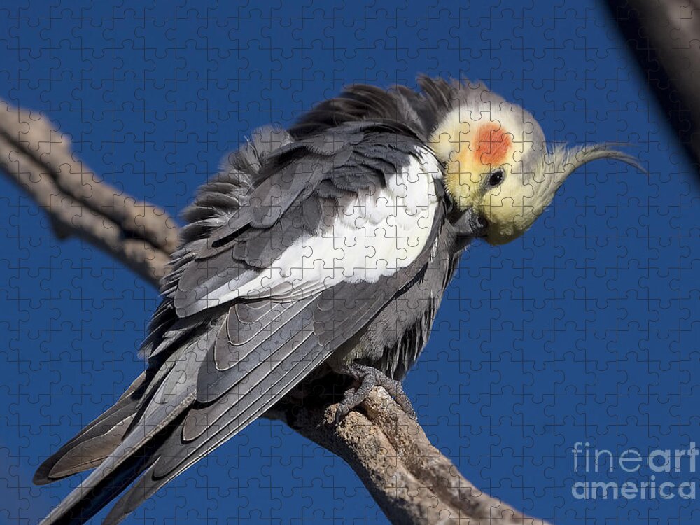 Nymphicus Hollandicus Jigsaw Puzzle featuring the photograph Cockatiel - Canberra - Australia by Steven Ralser