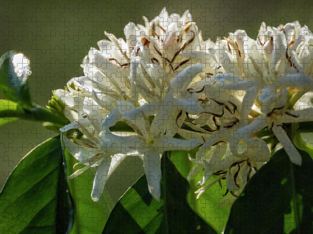 Outdoors Jigsaw Puzzle featuring the photograph Coffee Coffea Arabia Blossoms In Kona by Alvis Upitis