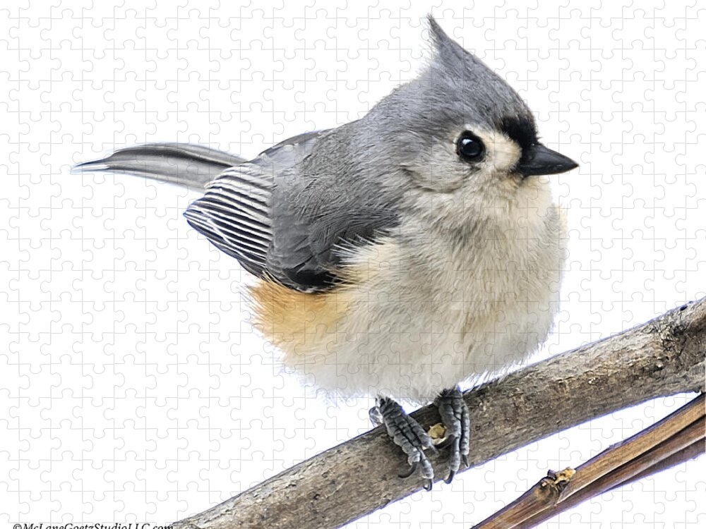 Tufted Titmouse Jigsaw Puzzle featuring the photograph Cold but tough Titmouse by LeeAnn McLaneGoetz McLaneGoetzStudioLLCcom