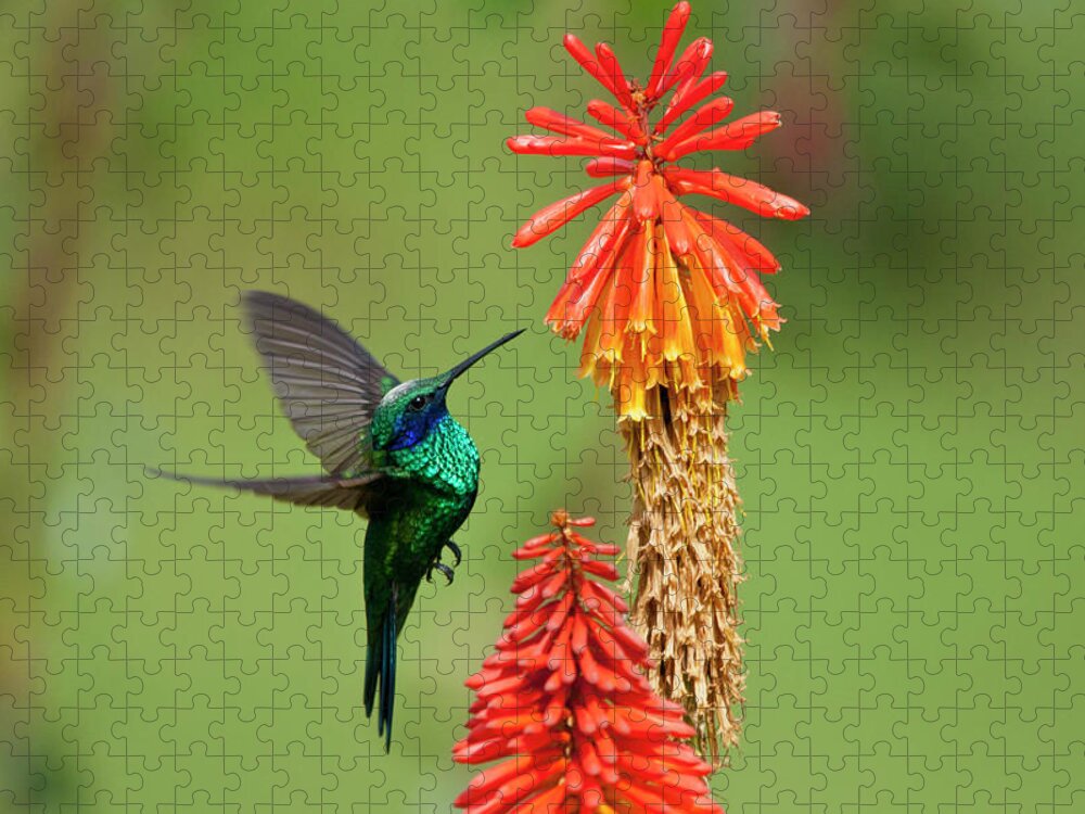 Animal Themes Jigsaw Puzzle featuring the photograph Colibri Coruscans by Photo By Priscilla Burcher