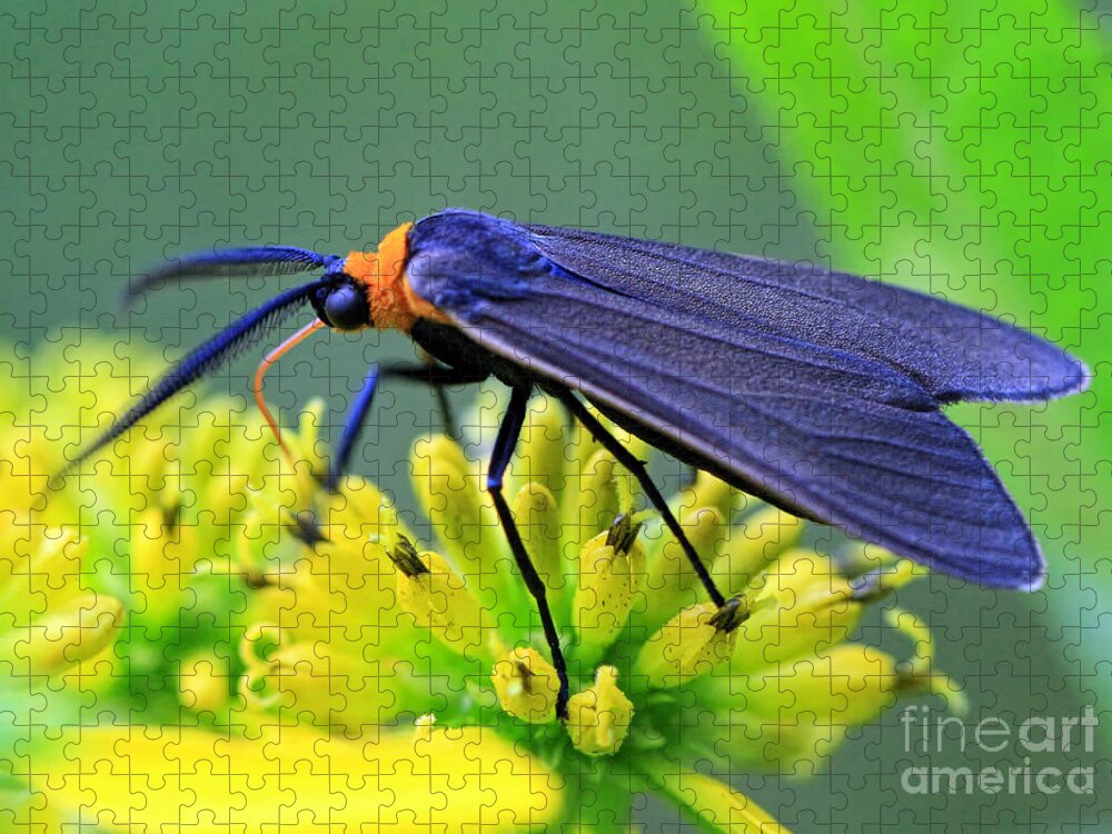 Bugs Jigsaw Puzzle featuring the photograph Color Me Blue by Geoff Crego