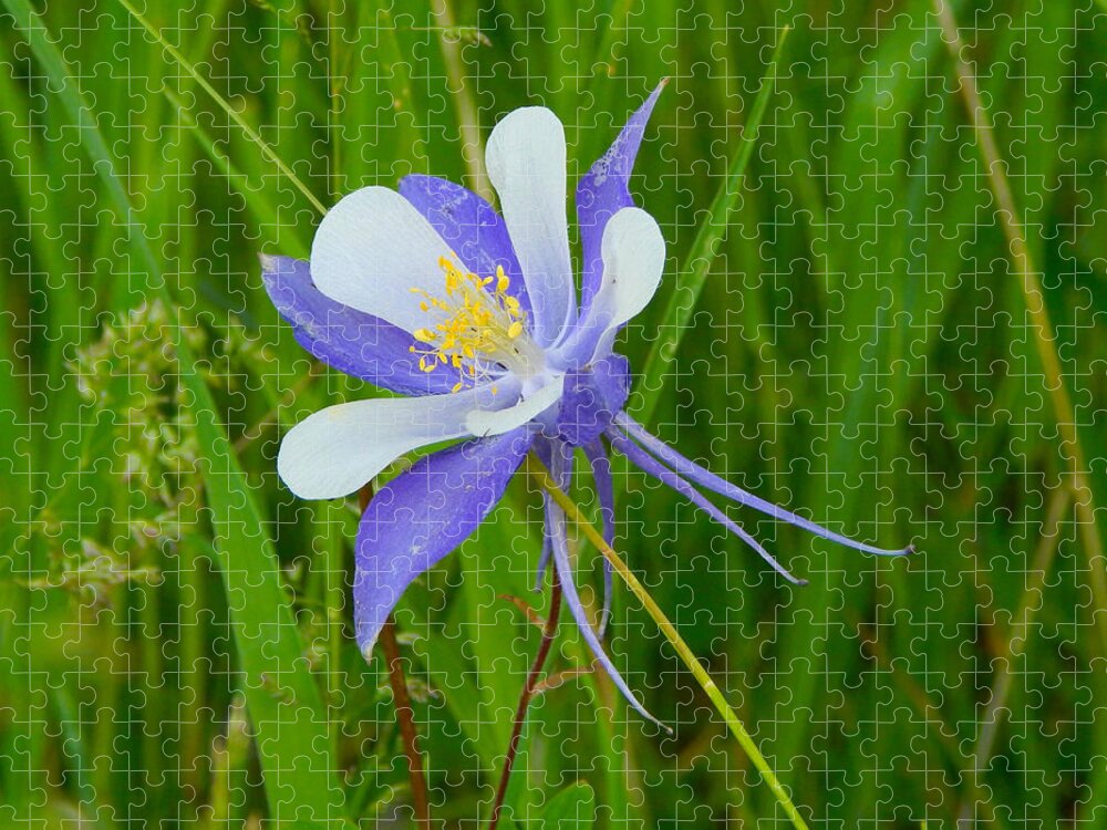Photo Jigsaw Puzzle featuring the photograph Colorado Columbine by Dan Miller