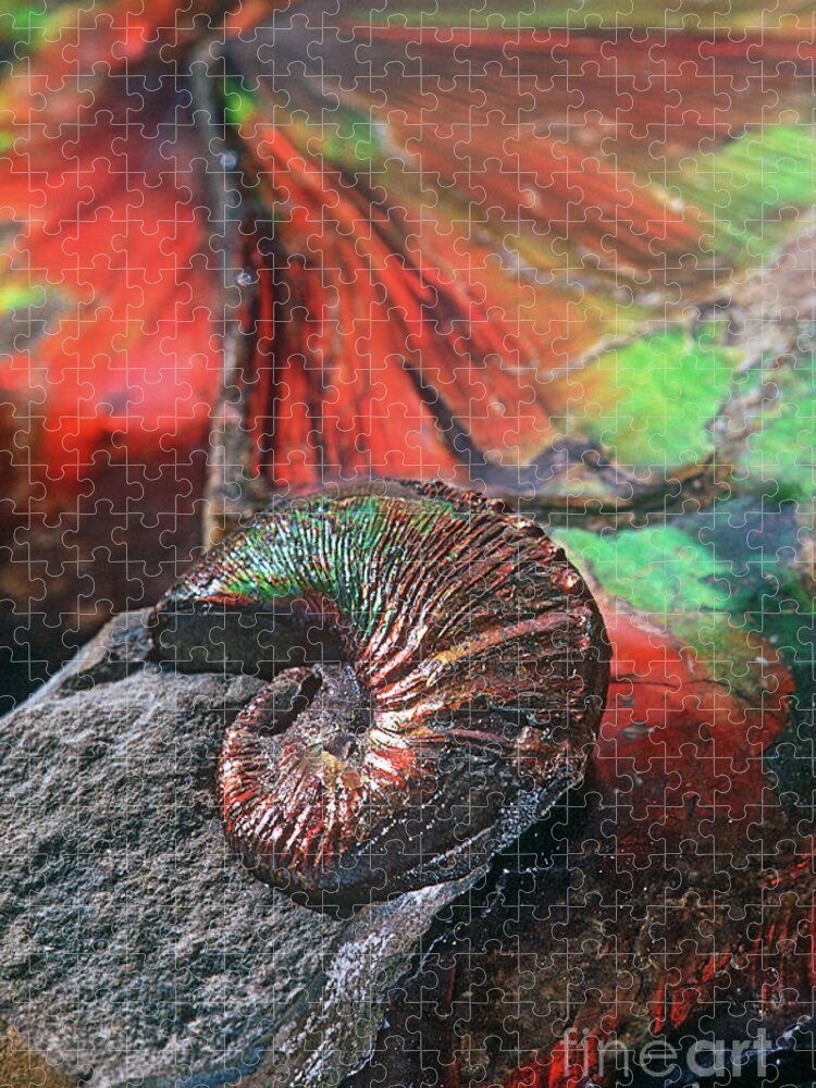 Fossil Jigsaw Puzzle featuring the photograph Colorful Ammonite by James L. Amos
