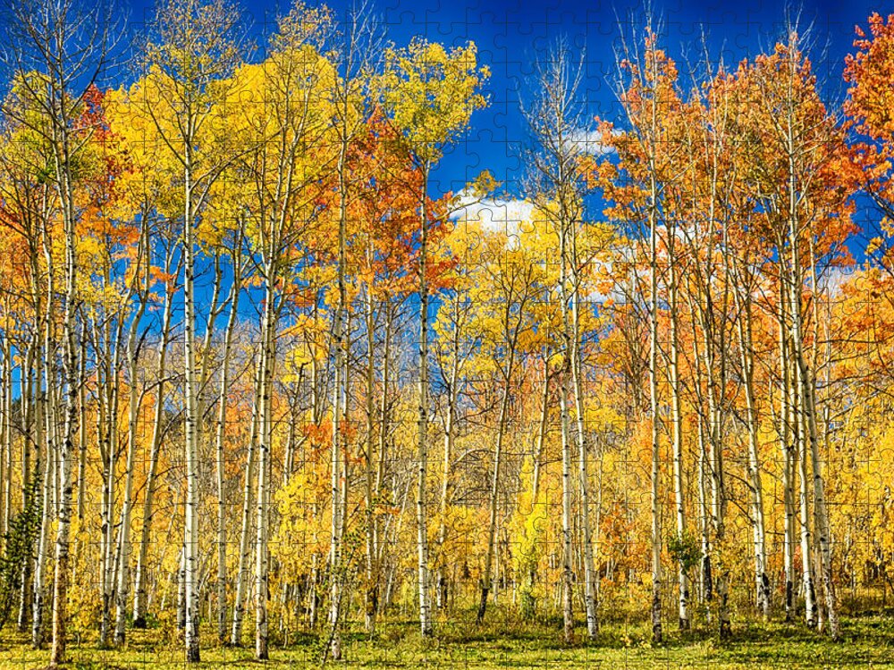 Aspen Jigsaw Puzzle featuring the photograph Colorful Colorado Autumn Aspen Trees by James BO Insogna
