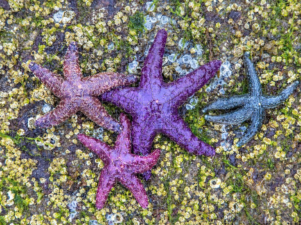 Starfish Jigsaw Puzzle featuring the photograph Colorful Starfish BC by Pierre Leclerc Photography