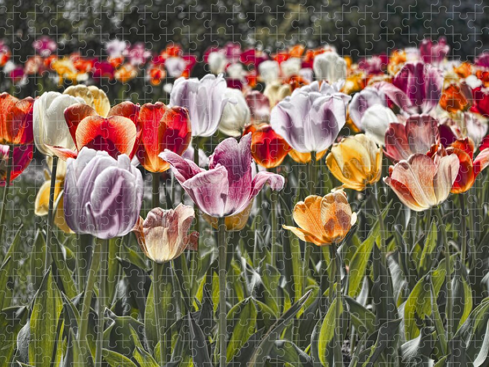Tulip Jigsaw Puzzle featuring the photograph Colorful Tulips in the Sun by Sharon Popek