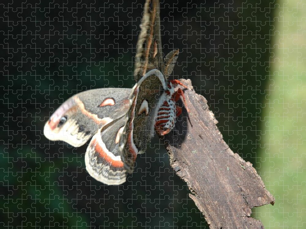 Green Jigsaw Puzzle featuring the photograph Columbia Silk Moth I by Bernadette Krupa