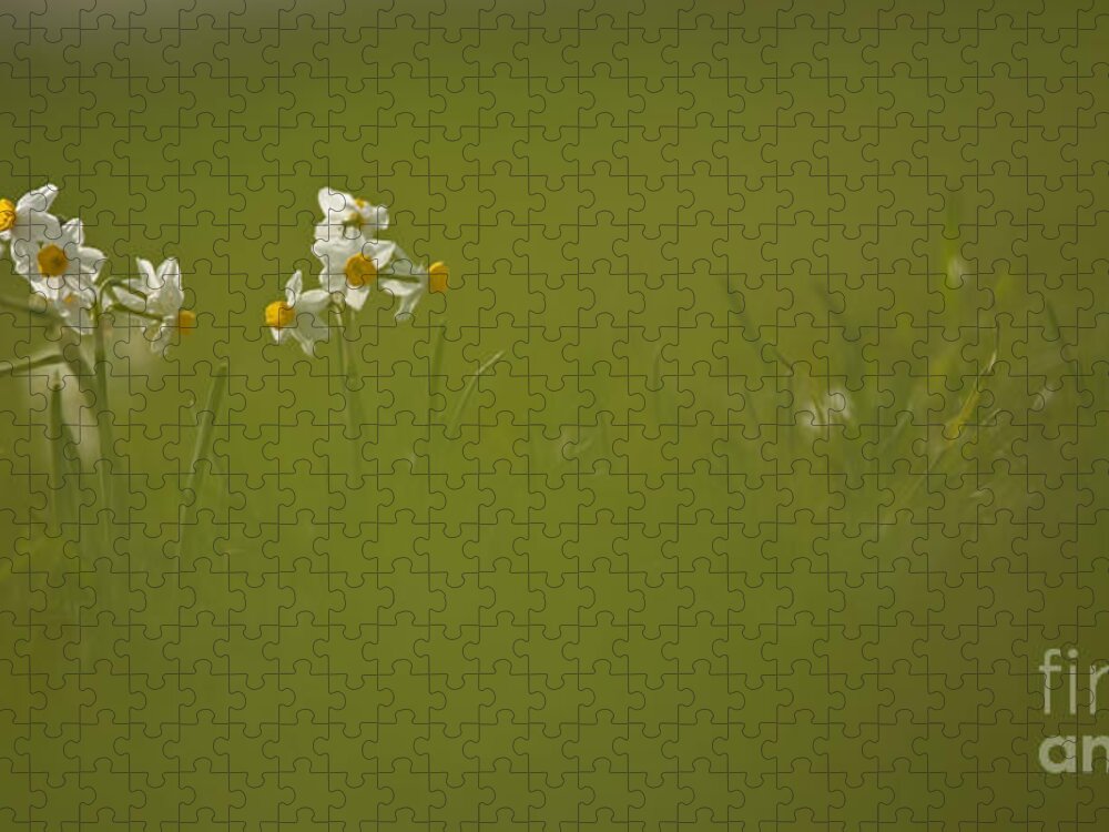 Daffodils Jigsaw Puzzle featuring the photograph Common Daffodil by Alon Meir