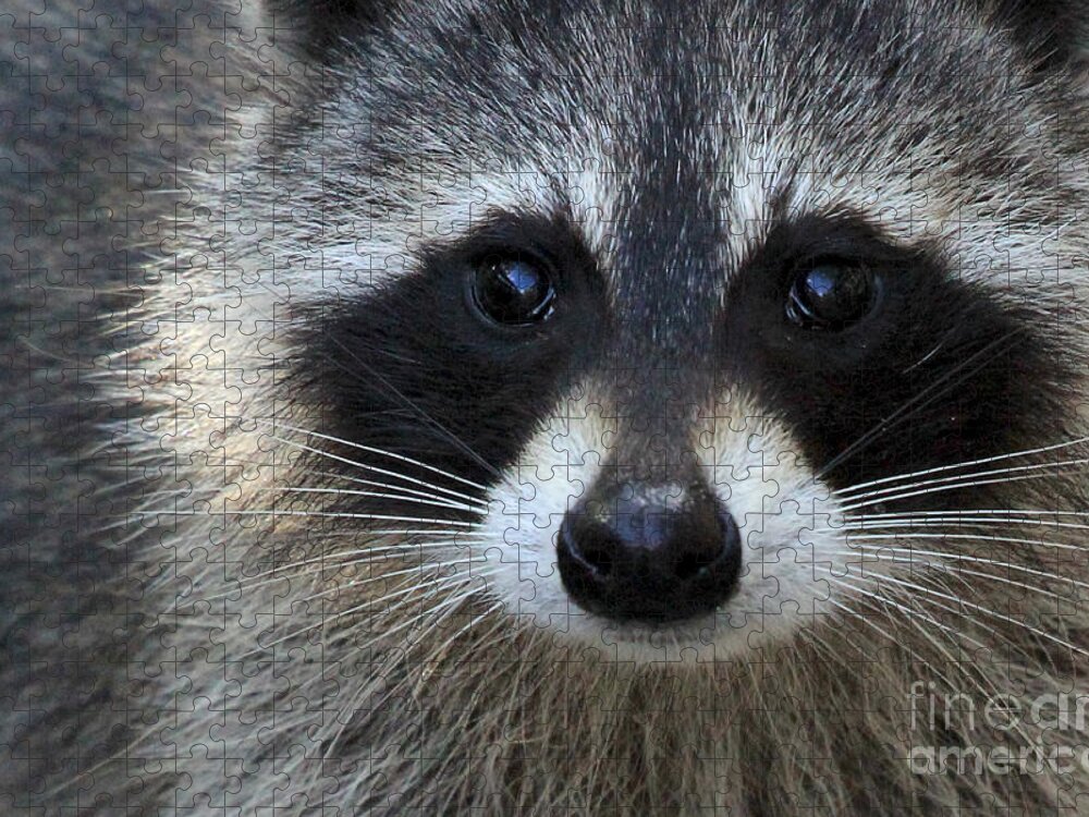 Common Raccoon Jigsaw Puzzle featuring the photograph Common Raccoon by Meg Rousher
