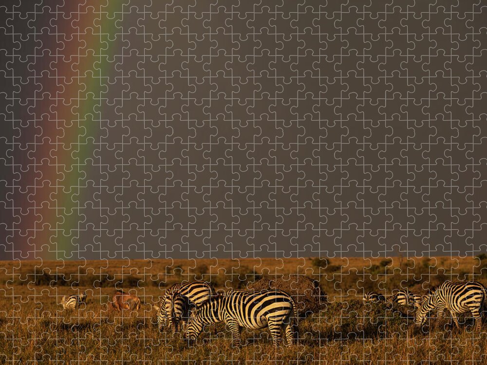 Kenya Jigsaw Puzzle featuring the photograph Common Zebras Grazing Under A Rainbow by Manoj Shah