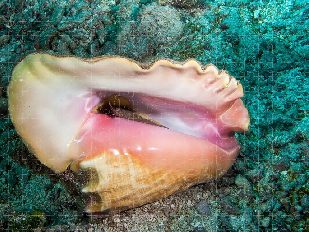 Belize Jigsaw Puzzle featuring the photograph Conch by Jean Noren