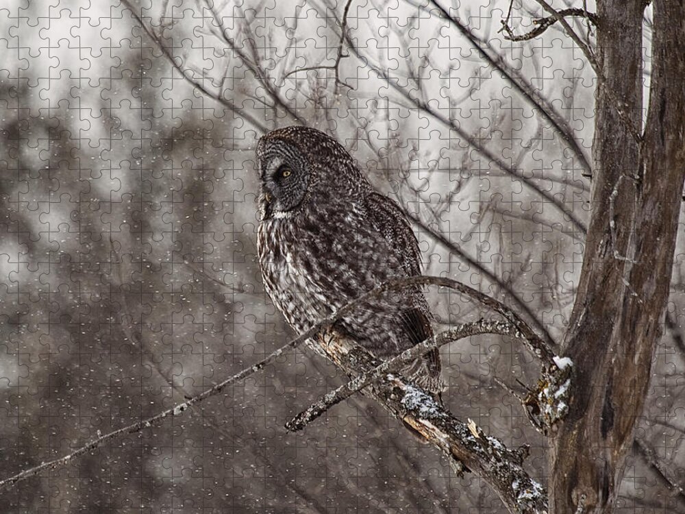 Great Grey Owl Jigsaw Puzzle featuring the photograph Contemplating Winter by Eunice Gibb