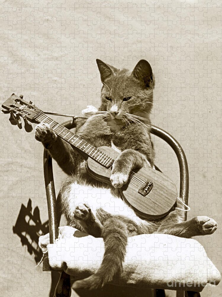 Fun Jigsaw Puzzle featuring the photograph Cool Cat Playing a Guitar circa 1900 Historical Photo by Photo Henry King Nourse by Monterey County Historical Society