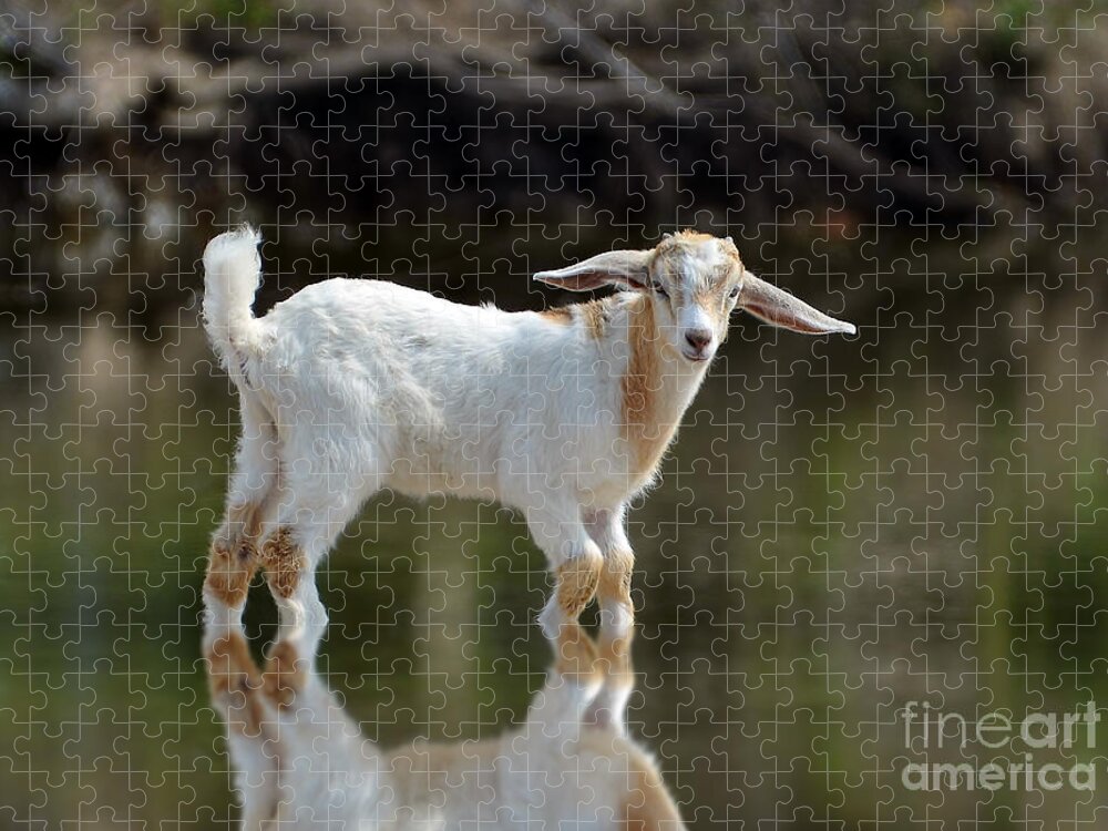 Goat Jigsaw Puzzle featuring the photograph Cooling Down In A Pond by Kathy Baccari