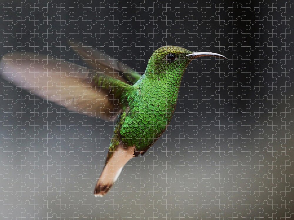 Feb0514 Jigsaw Puzzle featuring the photograph Coppery-headed Emerald Hummingbird by Hiroya Minakuchi