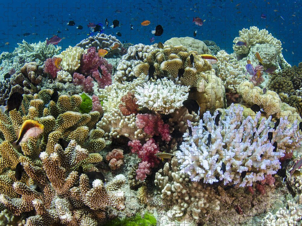 Pete Oxford Jigsaw Puzzle featuring the photograph Coral Reef Diversity Fiji by Pete Oxford