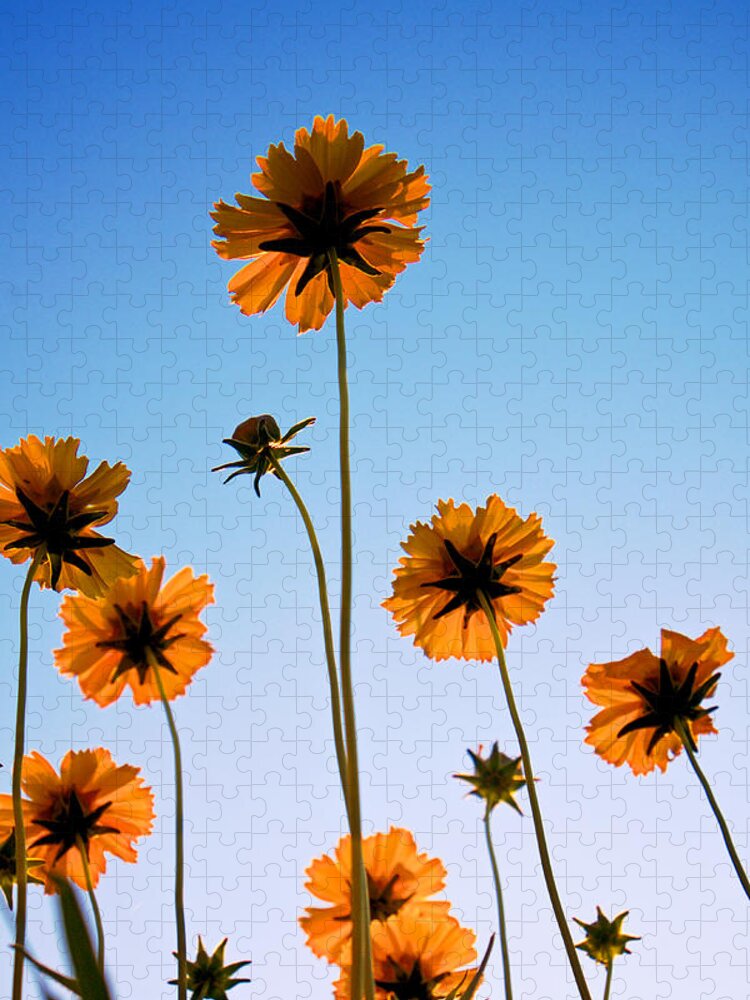 Coreopsis Jigsaw Puzzle featuring the photograph Coreopsis In the Sky by Mary Lee Dereske