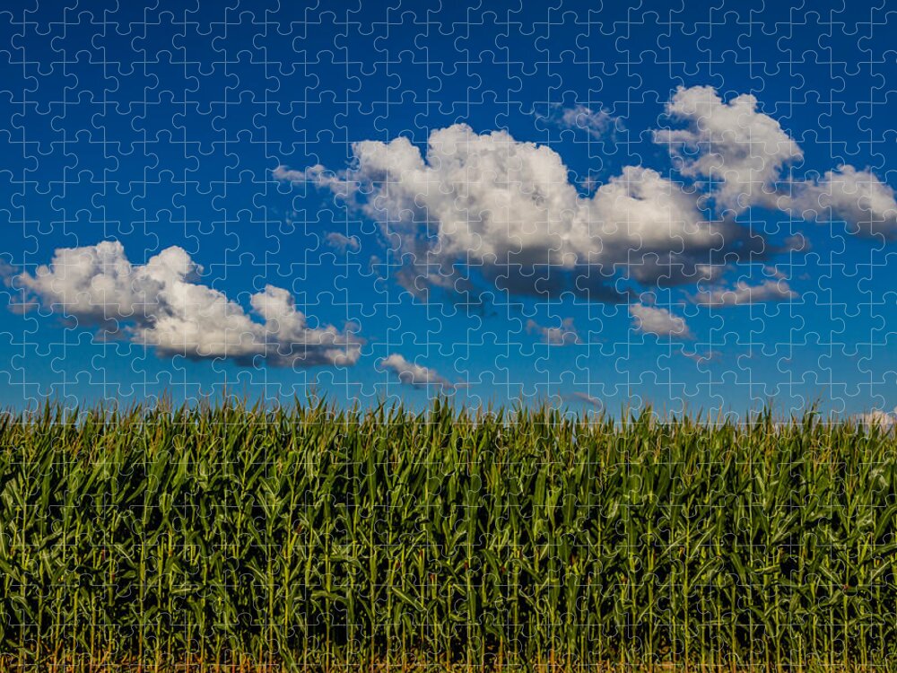 Indiana Jigsaw Puzzle featuring the photograph Corn Field by Ron Pate