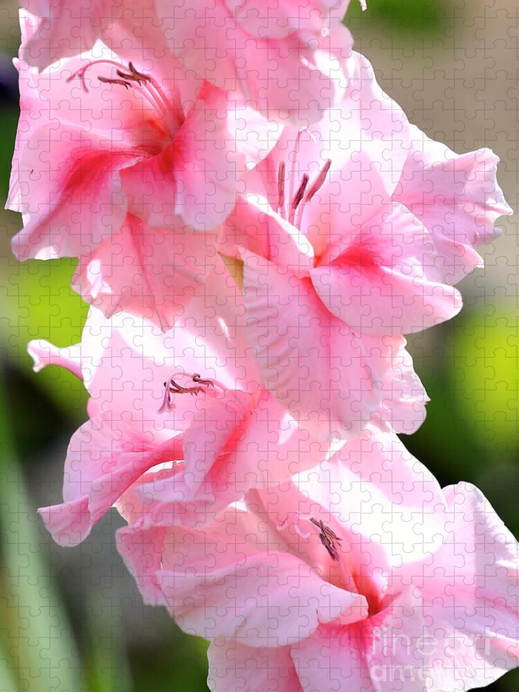 Glads Jigsaw Puzzle featuring the photograph Cotton Candy Gladiolus by Carol Groenen