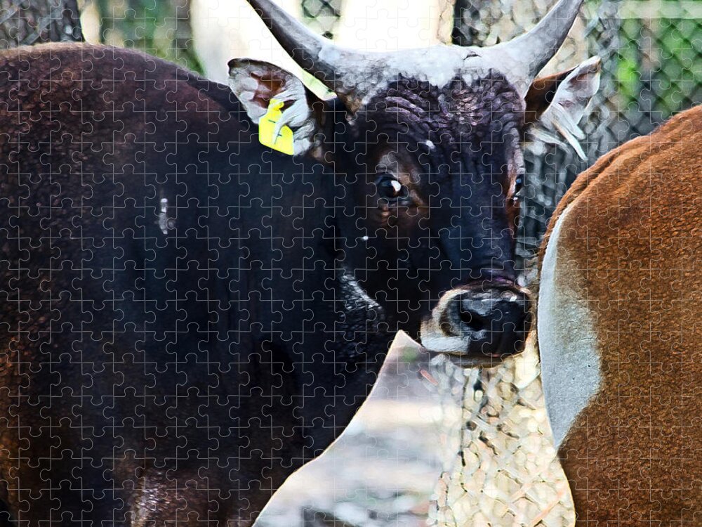 Taronga Western Plains Zoo Jigsaw Puzzle featuring the photograph Court Out by Miroslava Jurcik
