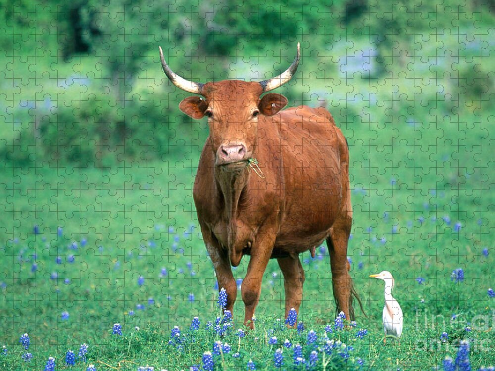 Mixed Breed Cow Jigsaw Puzzle featuring the photograph Cow And Cattle Egret by Alan and Sandy Carey
