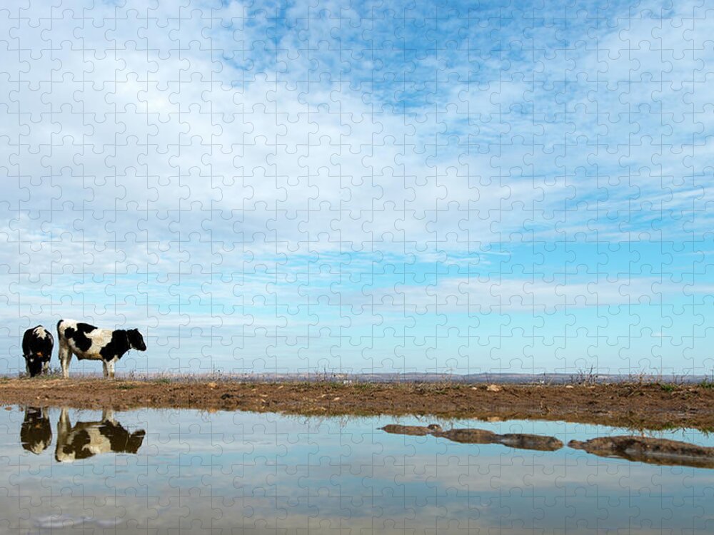 Grass Jigsaw Puzzle featuring the photograph Cow By The Rever by Okeyphotos