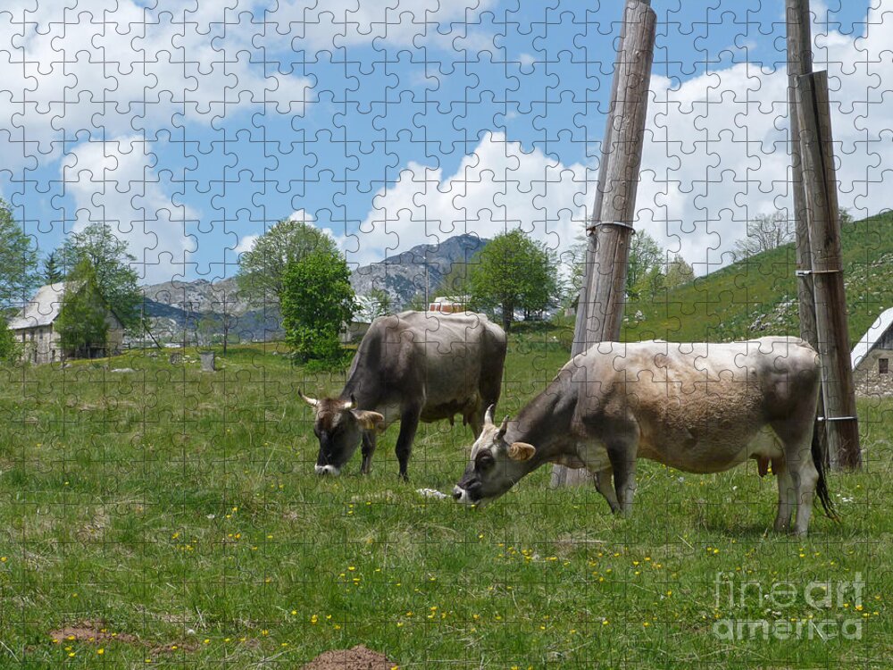 Cows Jigsaw Puzzle featuring the photograph Cows - Durmitor National Park - Montenegro by Phil Banks