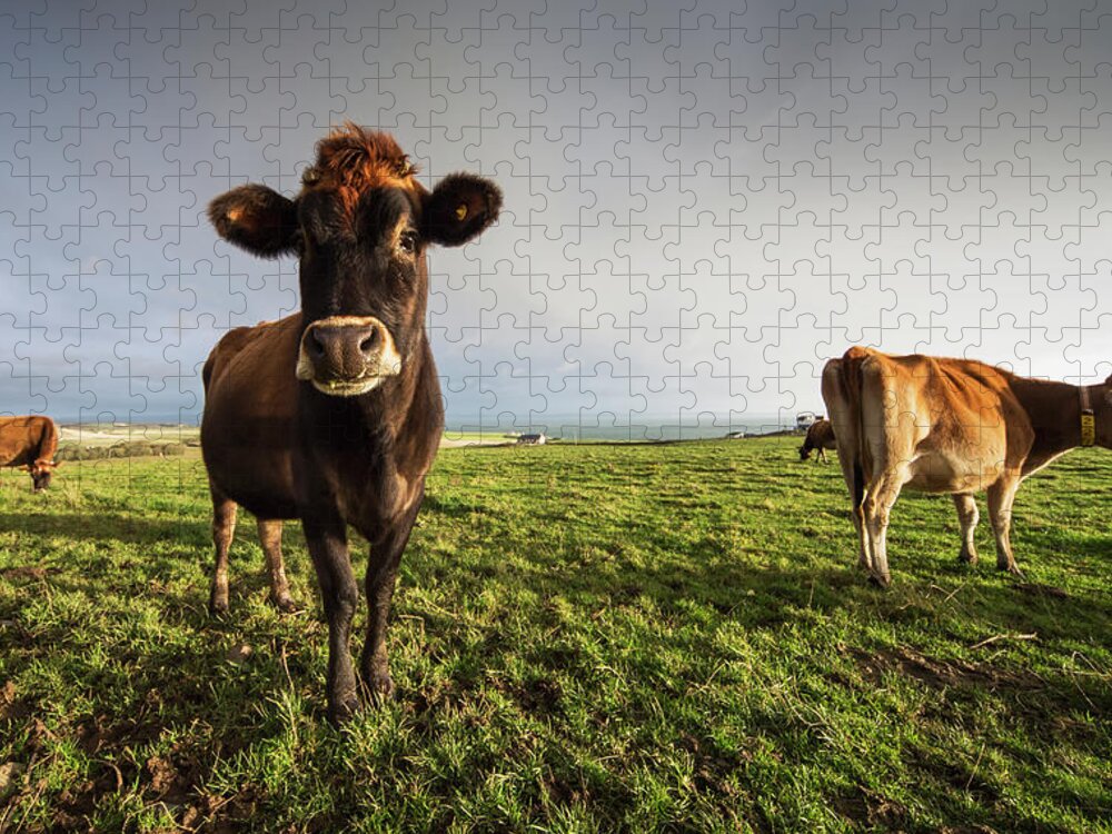 Grass Jigsaw Puzzle featuring the photograph Cows In A Field With One Cow Staring At by John Short / Design Pics
