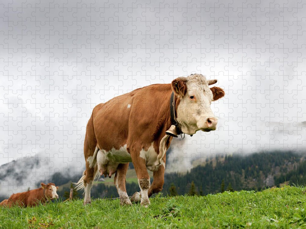 Simmental Cattle Jigsaw Puzzle featuring the photograph Cows Walking On Alp by Pidjoe